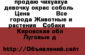 продаю чихуахуа девочку,окрас соболь › Цена ­ 25 000 - Все города Животные и растения » Собаки   . Кировская обл.,Луговые д.